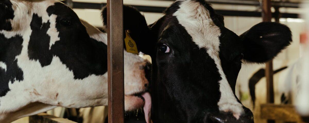 Best Organic Cattle Farm in Bangladesh