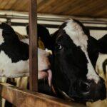 Best Organic Cattle Farm in Bangladesh