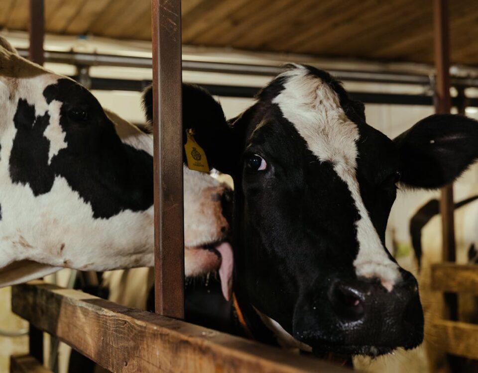 Best Organic Cattle Farm in Bangladesh