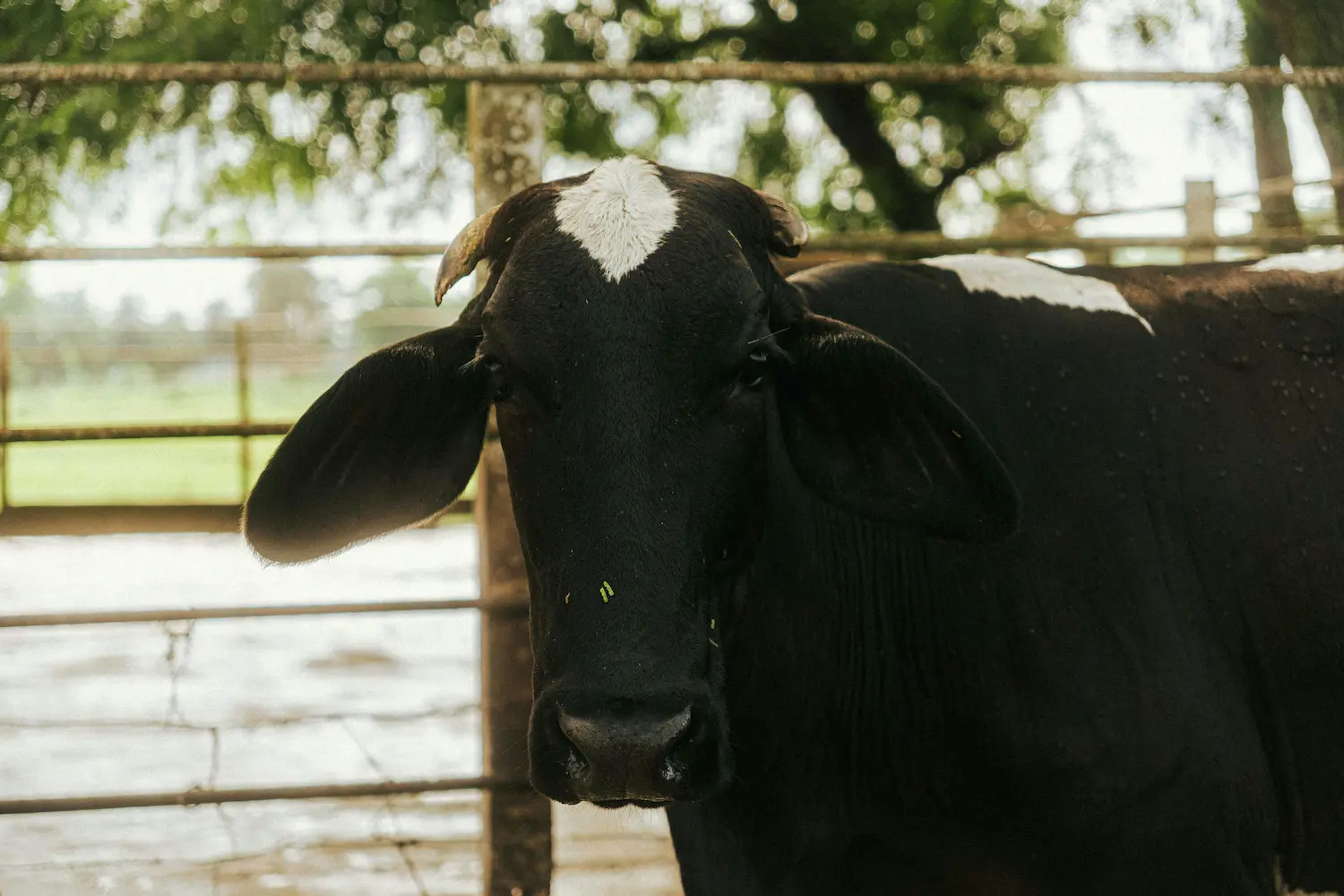 Best Organic Cattle Farm in Bangladesh